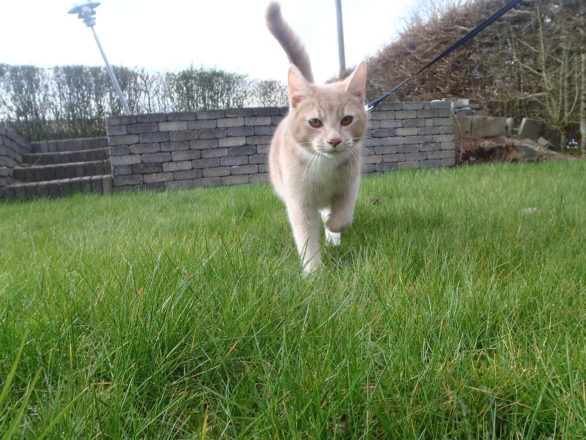 Huskat Simba billede 5