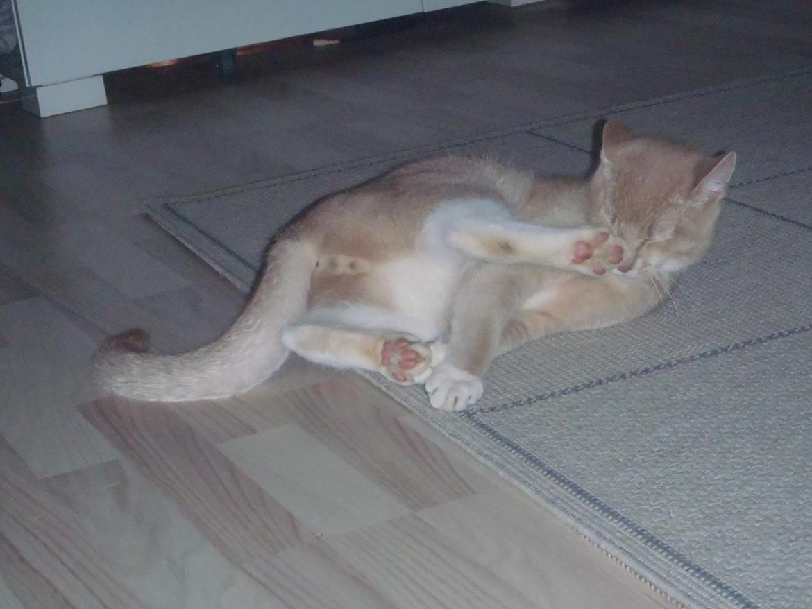 Huskat Simba billede 8