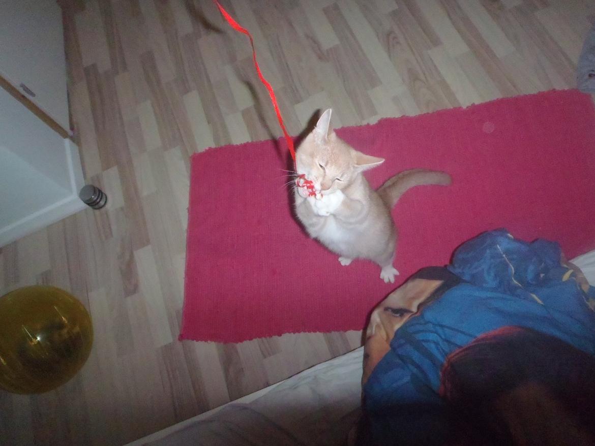 Huskat Simba billede 7