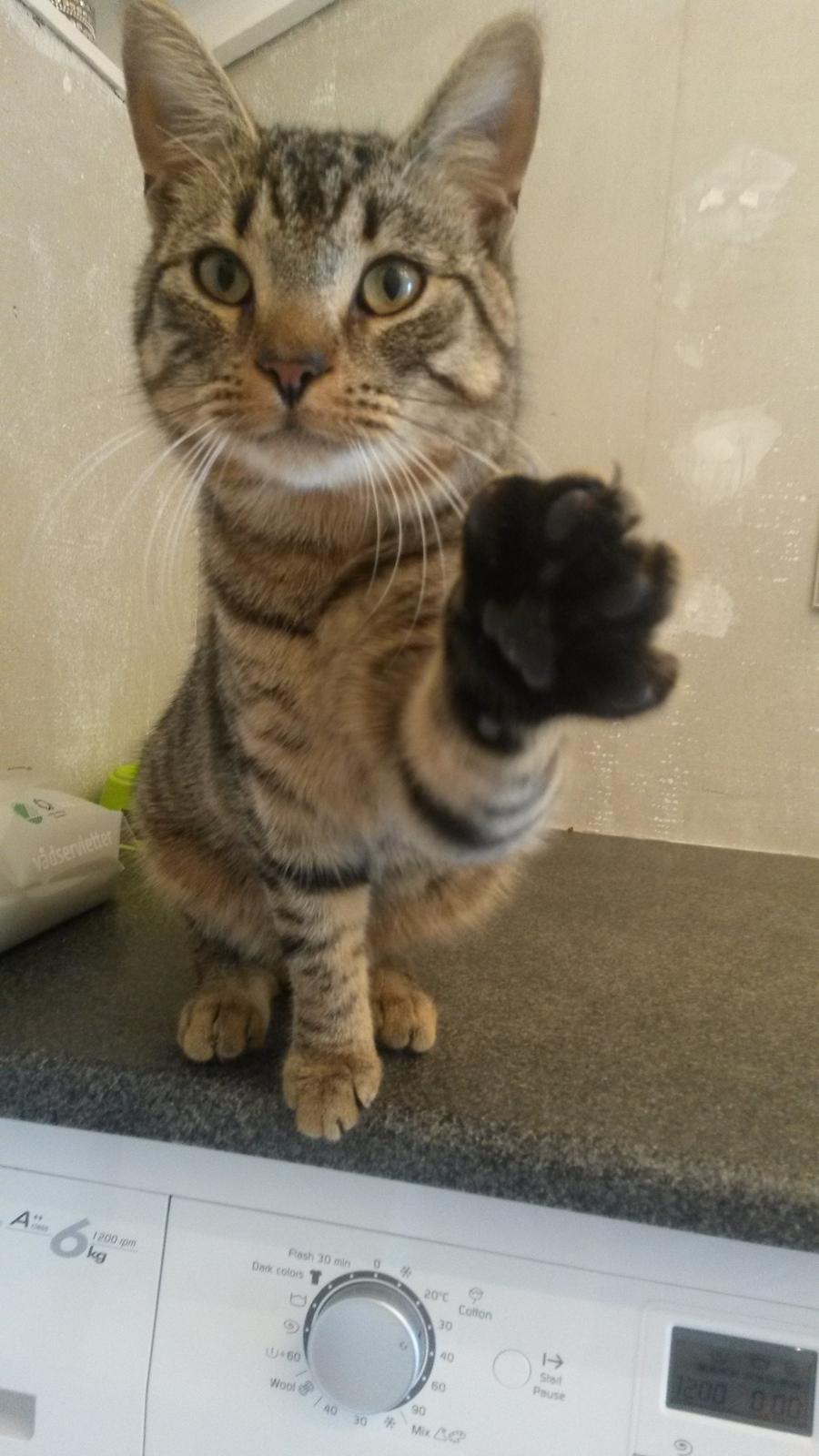 Huskat missen billede 1