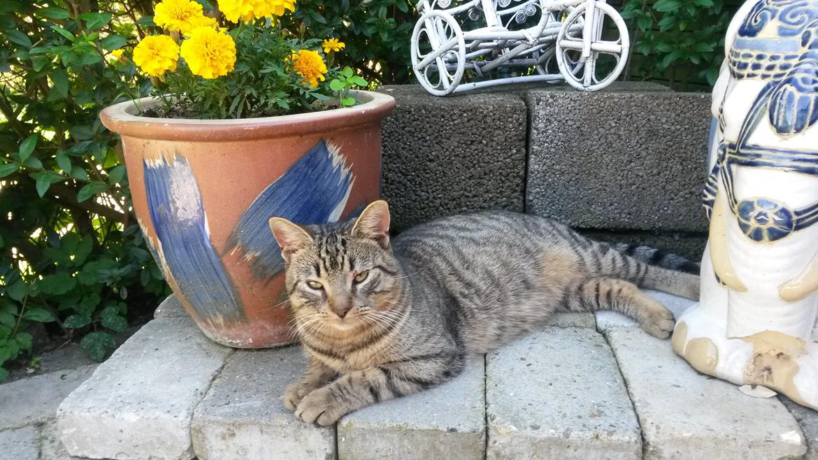 Huskat missen billede 2