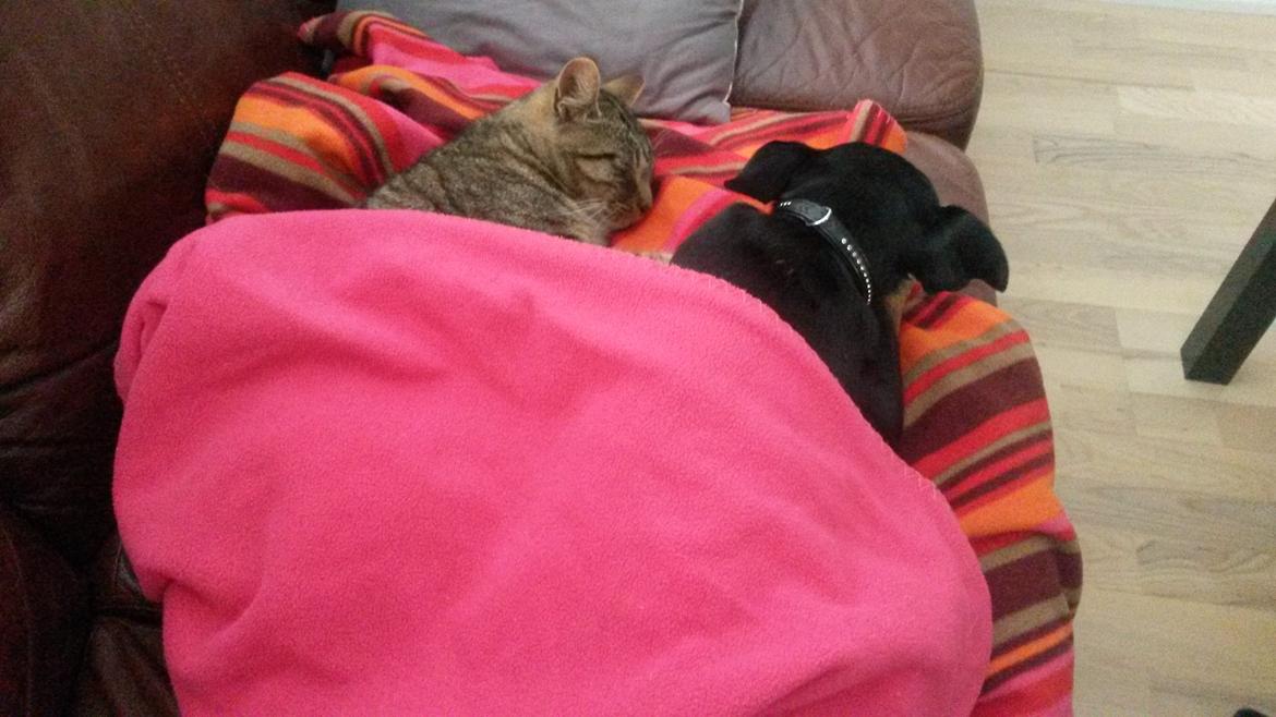 Huskat missen billede 3