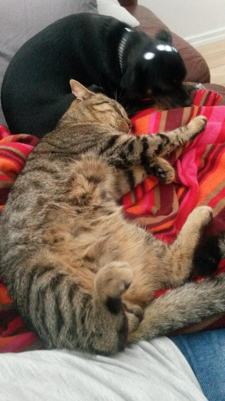 Huskat missen billede 4