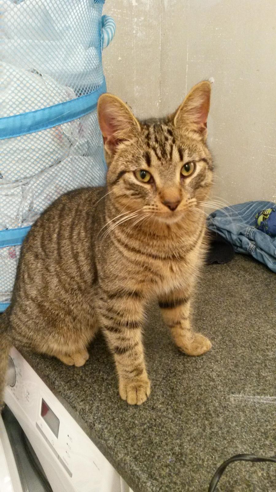 Huskat missen billede 5