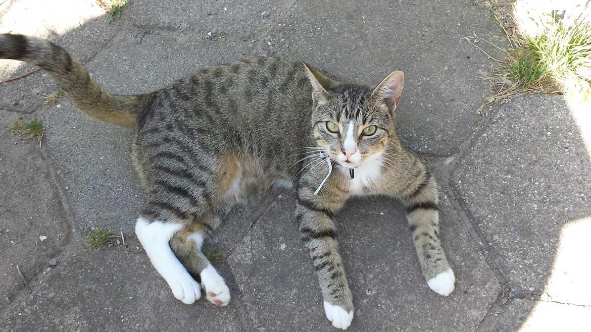 Huskat Bailey billede 8