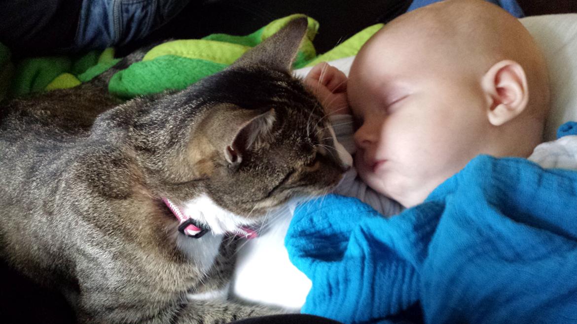 Huskat Bailey billede 9