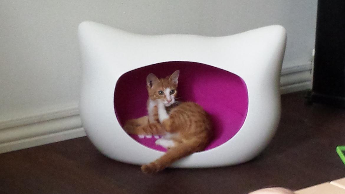 Huskat Vimse billede 11