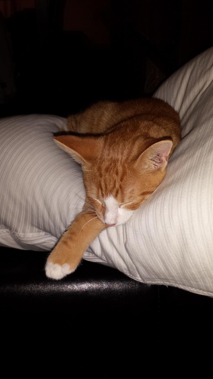 Huskat Vimse billede 12