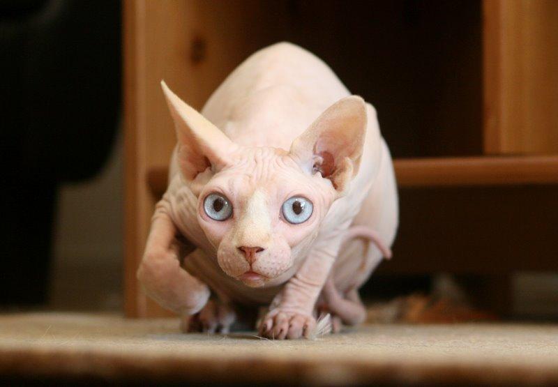 Sphynx Magnus Anat Her*PL - "Gustav" billede 41