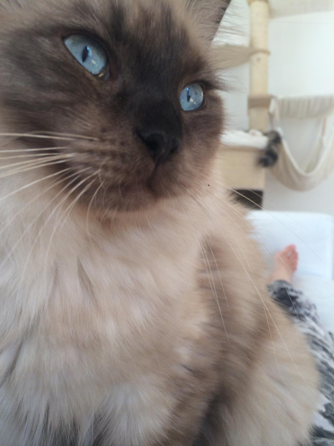 Ragamuffin Russell Crowe Of Black Oak billede 14