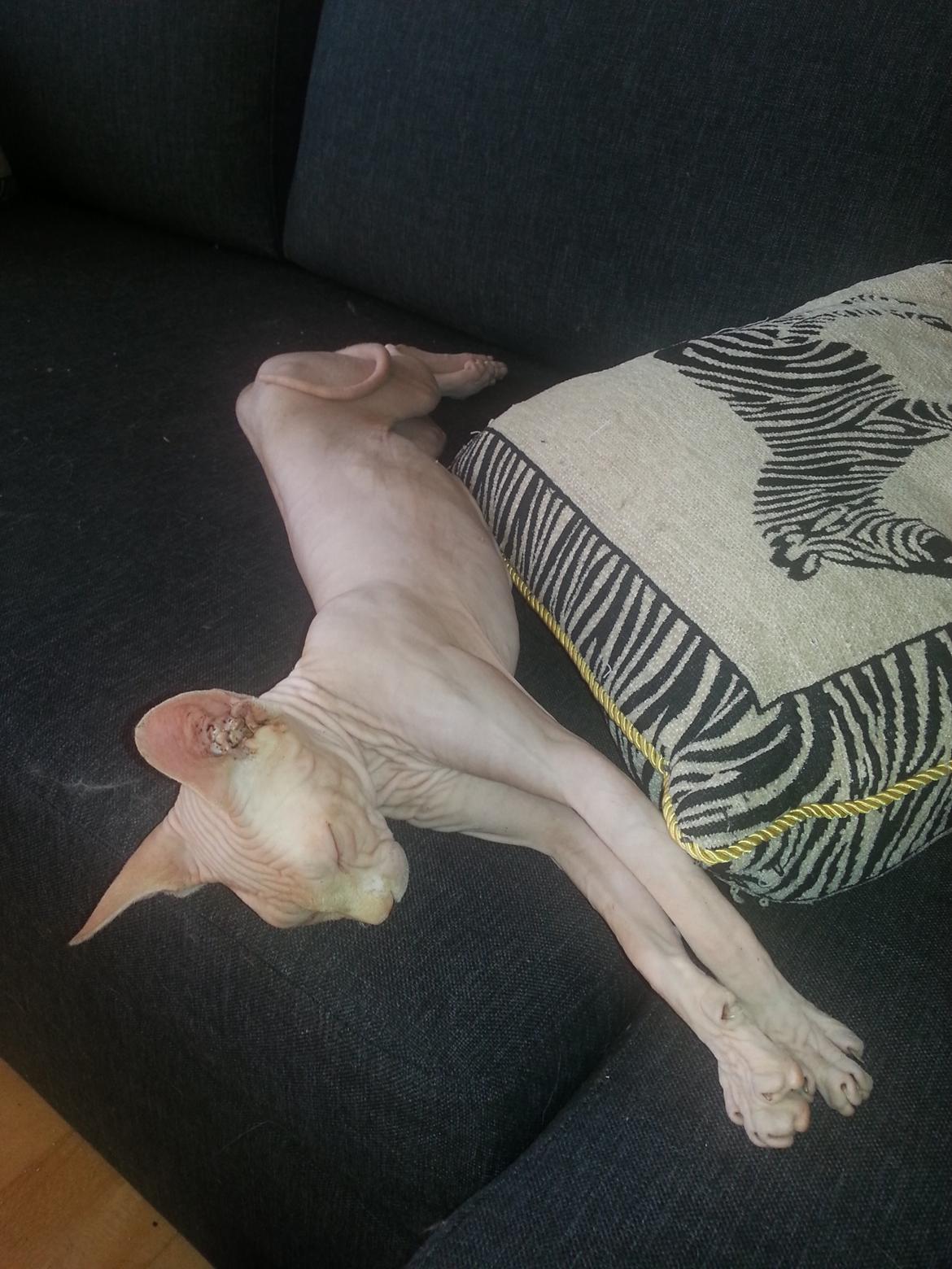 Sphynx Big red billede 2