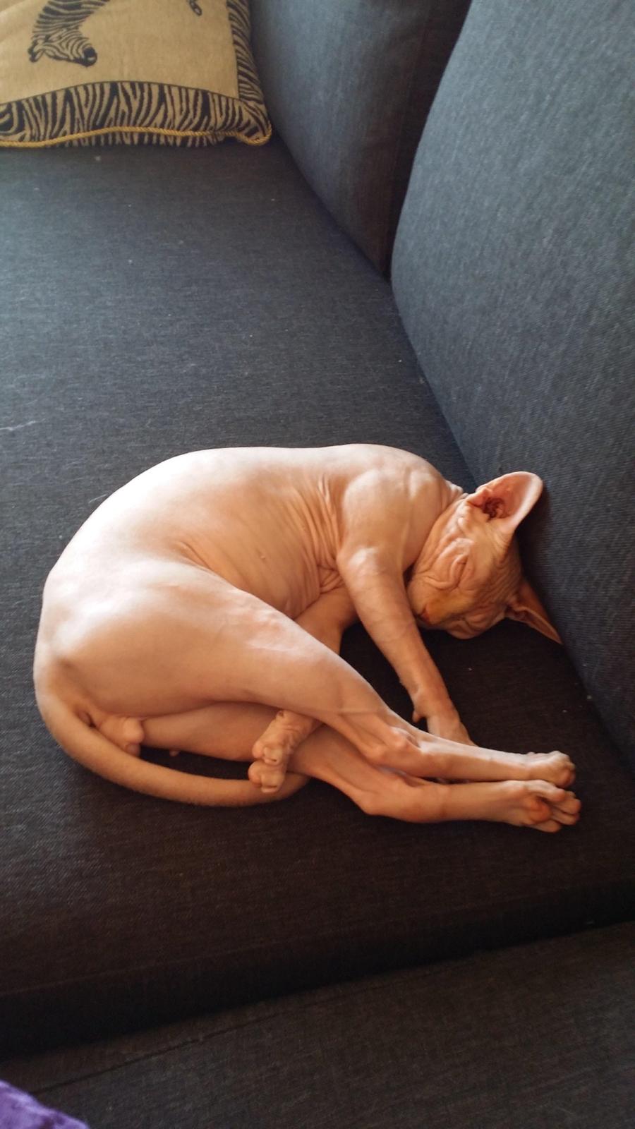 Sphynx Big red billede 1