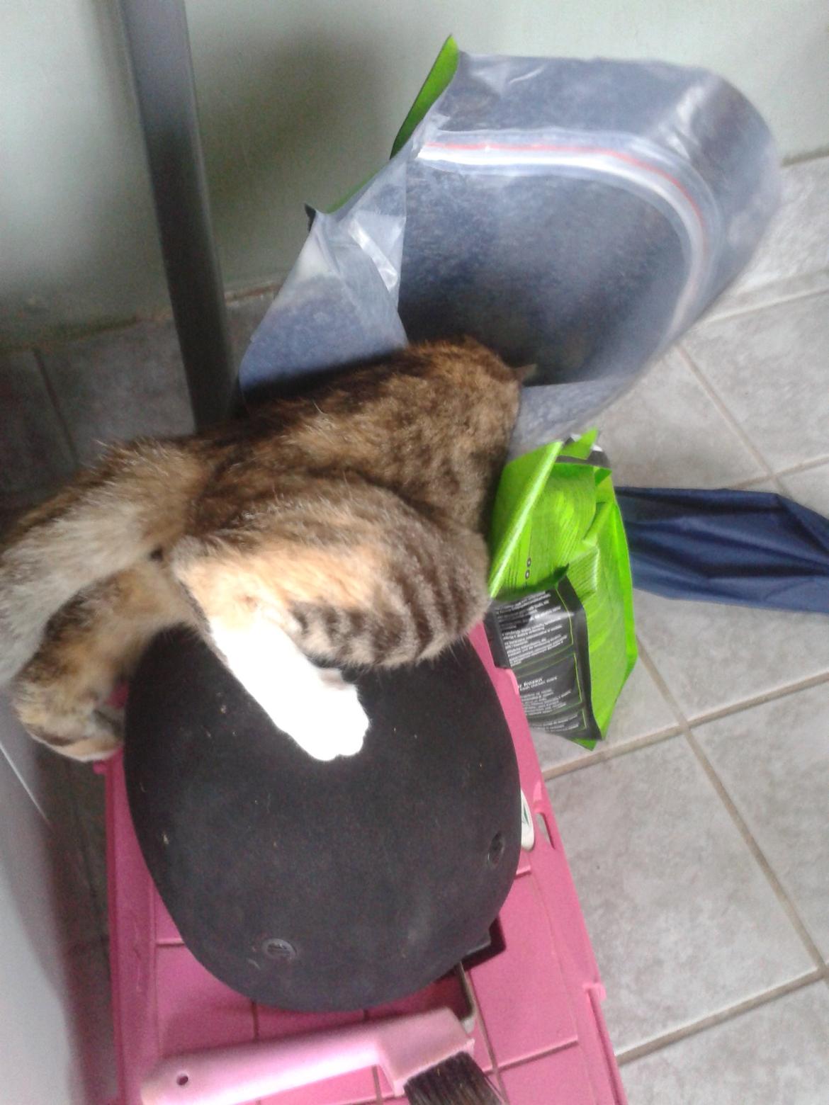 Huskat pus (mit et og alt) <3 - Hun ved hvor maden er billede 31