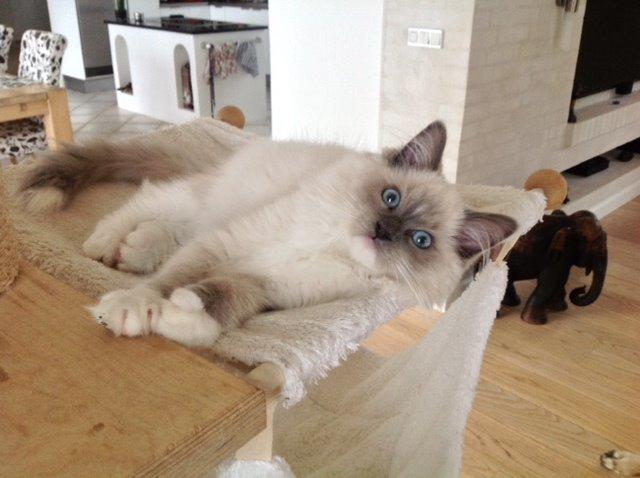 Ragdoll Aladdin billede 1