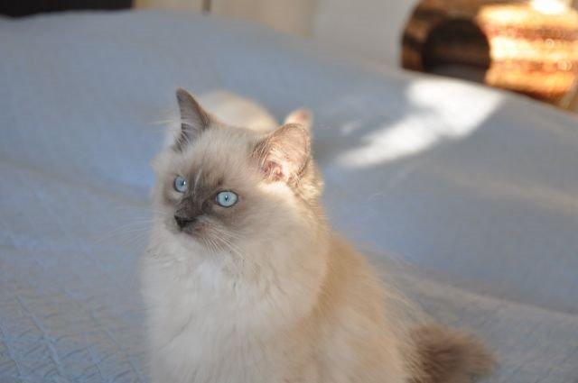 Ragdoll Aladdin billede 3