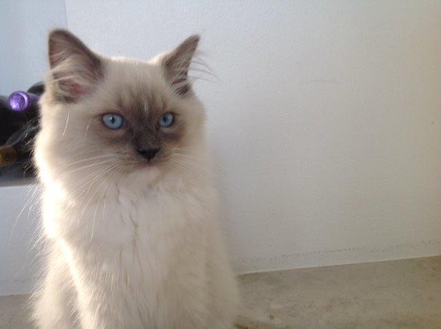 Ragdoll Aladdin billede 5