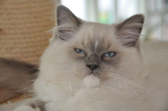 Ragdoll Aladdin billede 6