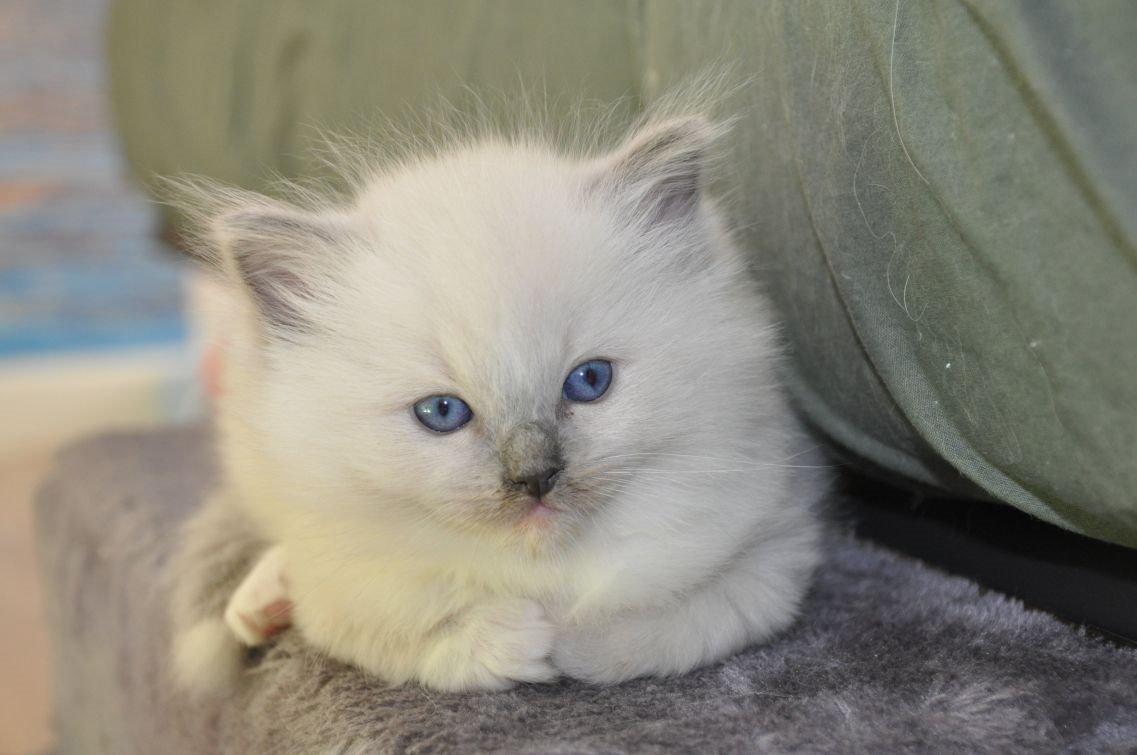 Ragdoll Aladdin billede 7