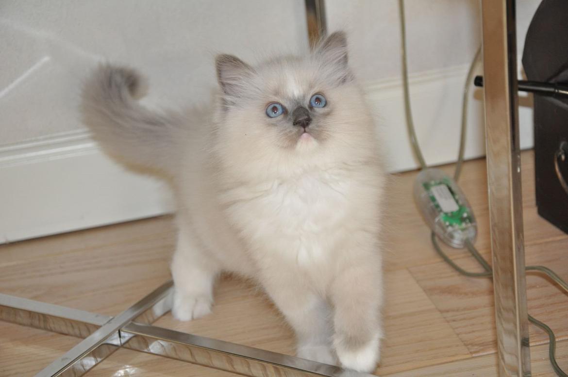 Ragdoll Aladdin billede 8