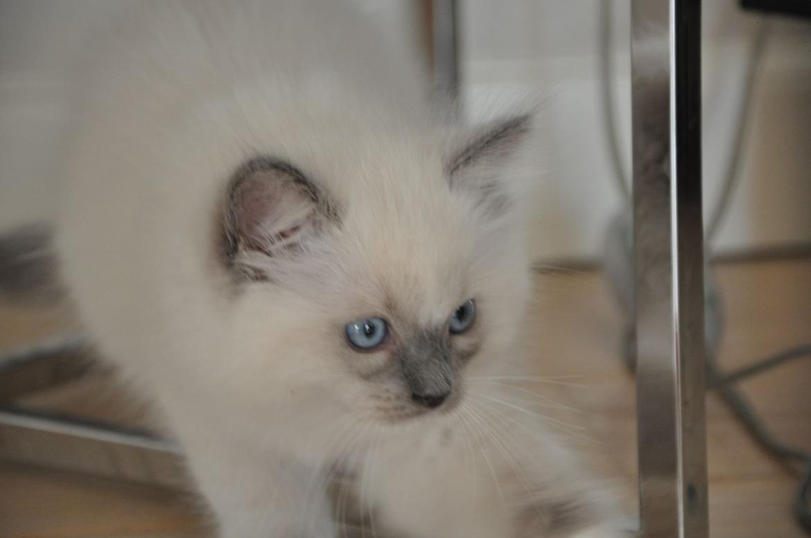 Ragdoll Aladdin billede 9