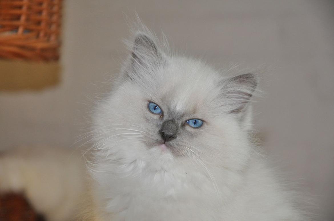 Ragdoll Aladdin billede 10