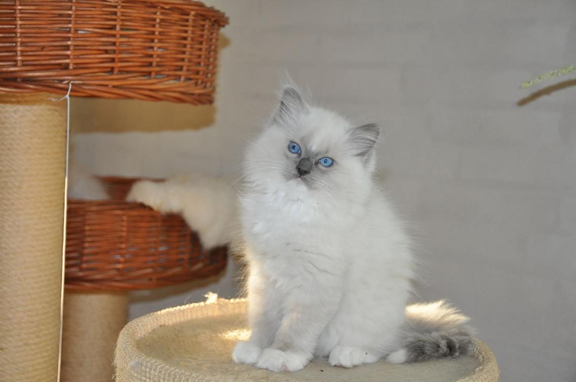 Ragdoll Aladdin billede 11