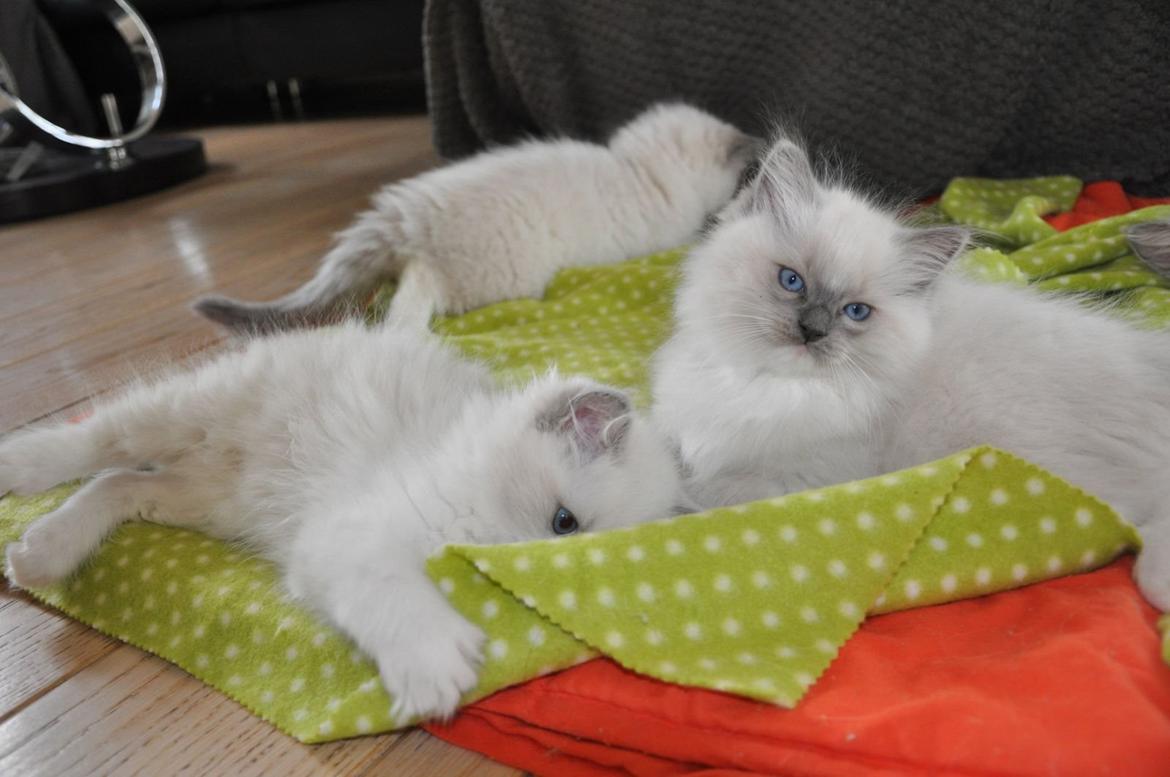 Ragdoll Aladdin billede 12