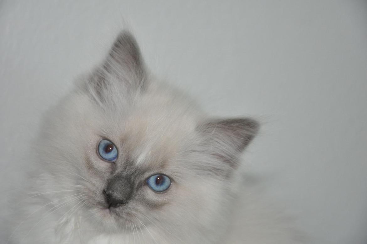 Ragdoll Aladdin billede 14
