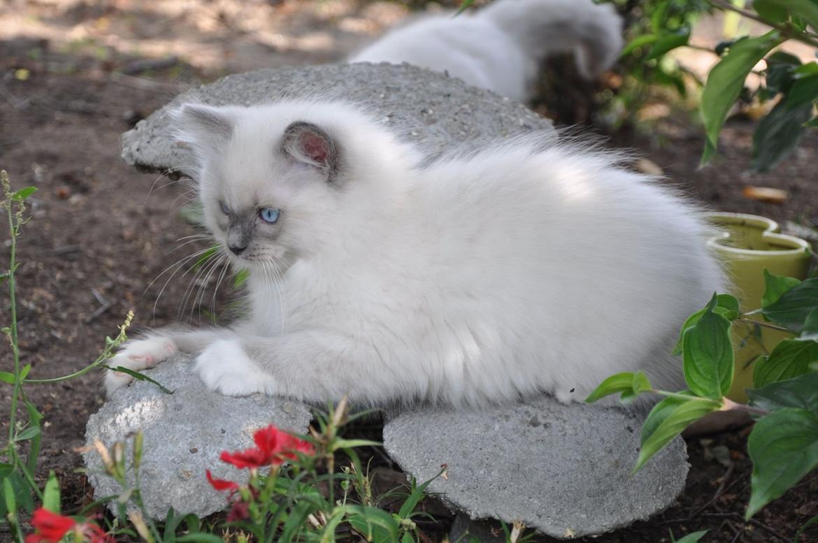 Ragdoll Aladdin billede 13