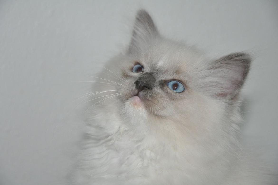 Ragdoll Aladdin billede 16