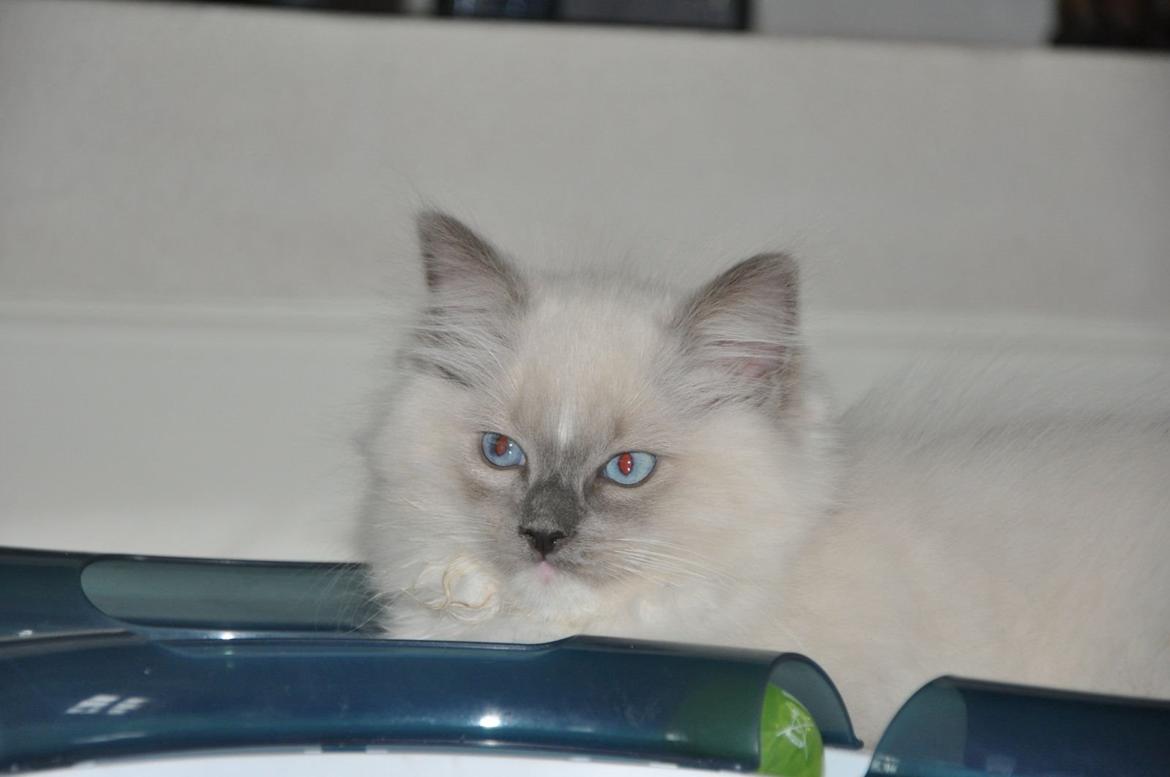 Ragdoll Aladdin billede 17