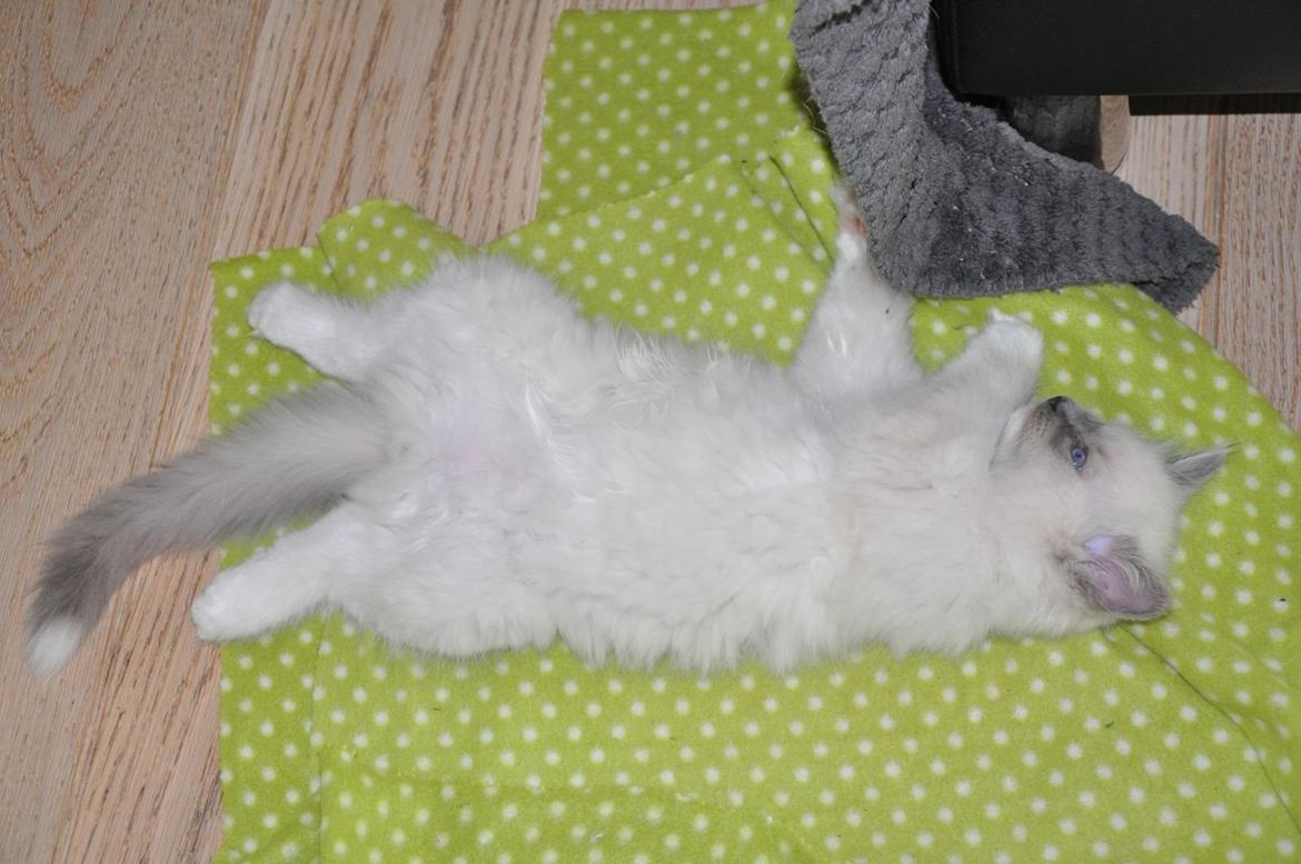 Ragdoll Aladdin billede 18