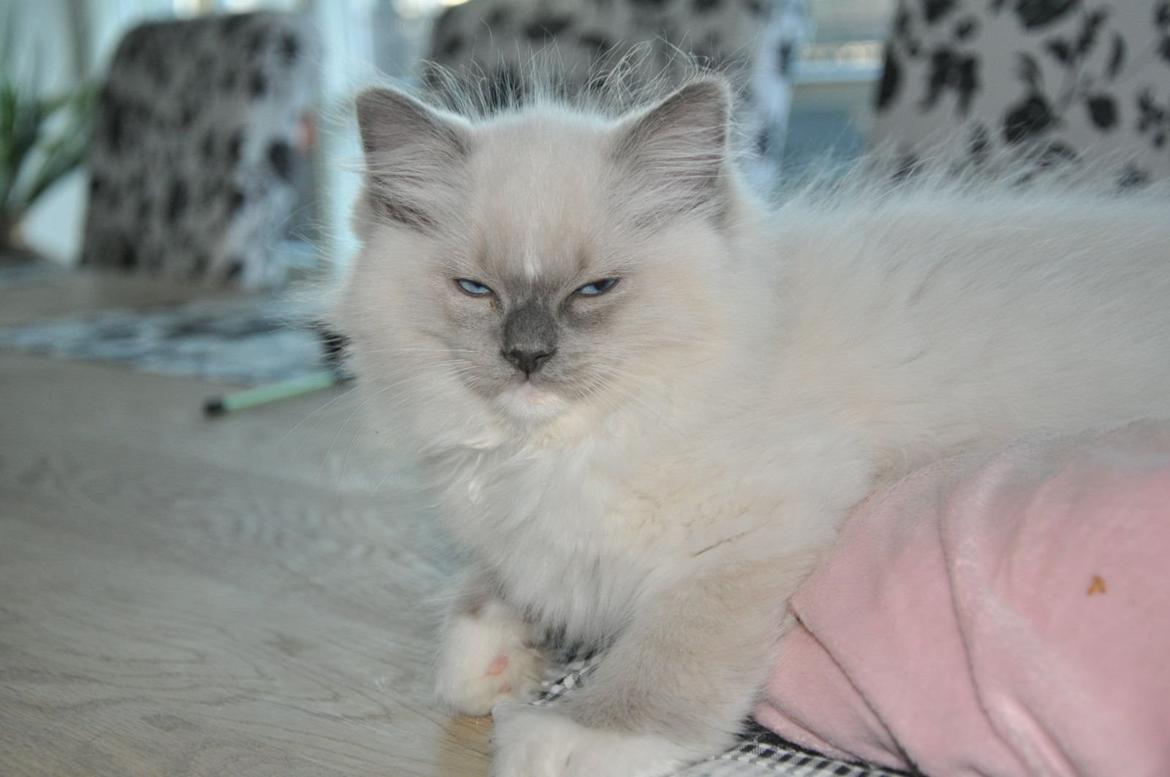 Ragdoll Aladdin billede 19