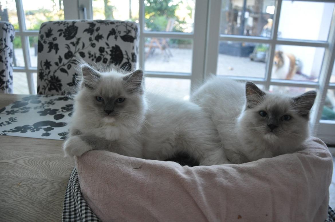 Ragdoll Aladdin billede 20