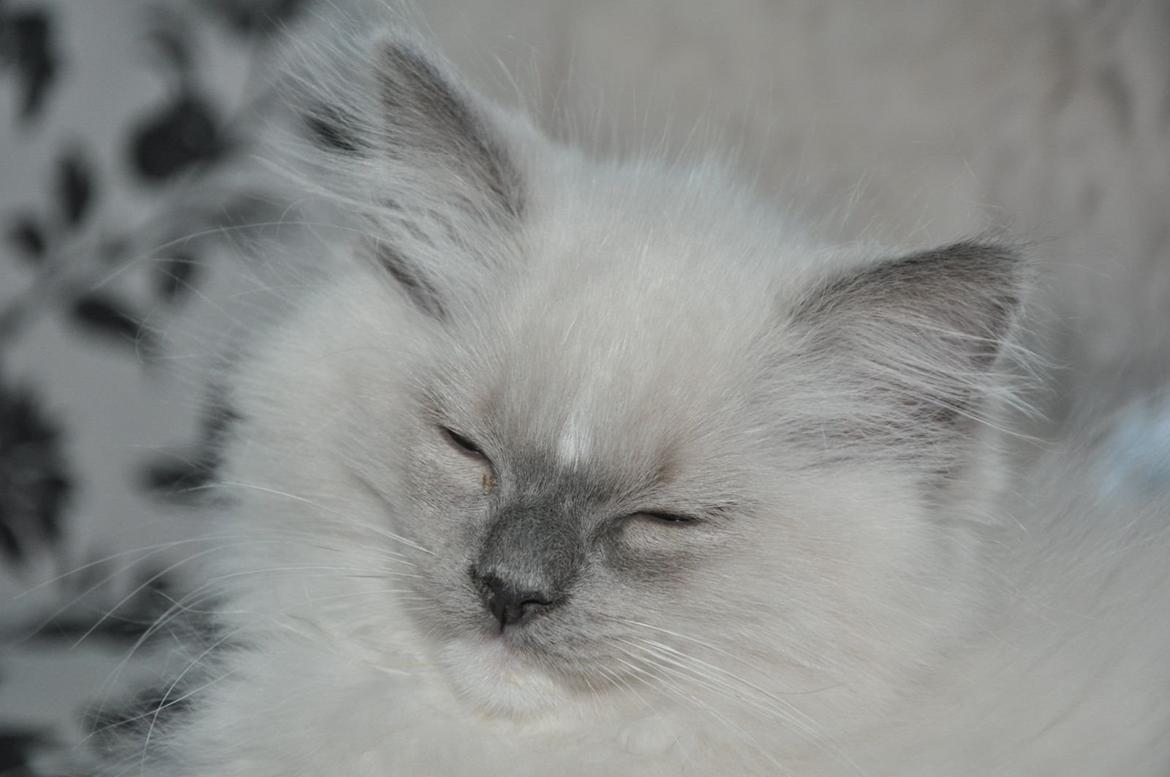 Ragdoll Aladdin billede 21