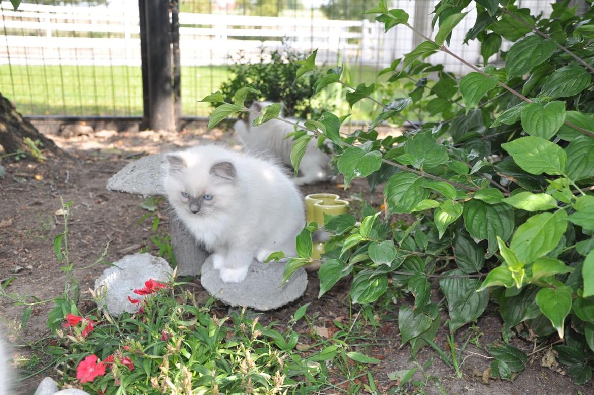 Ragdoll Aladdin billede 15