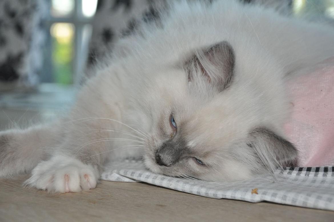 Ragdoll Aladdin billede 22