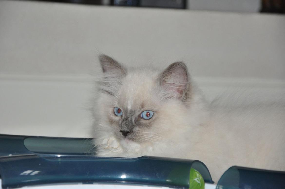 Ragdoll Aladdin billede 23