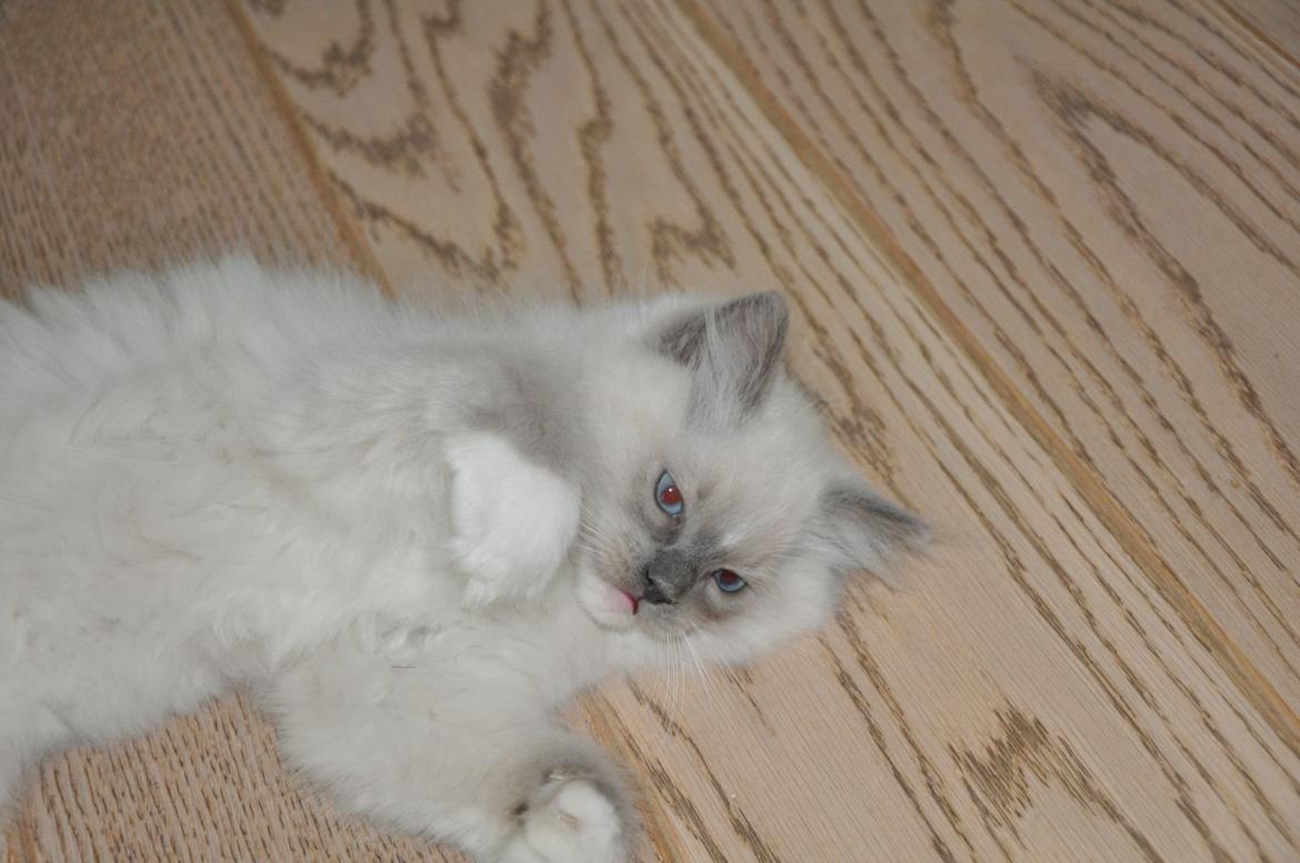 Ragdoll Aladdin billede 24