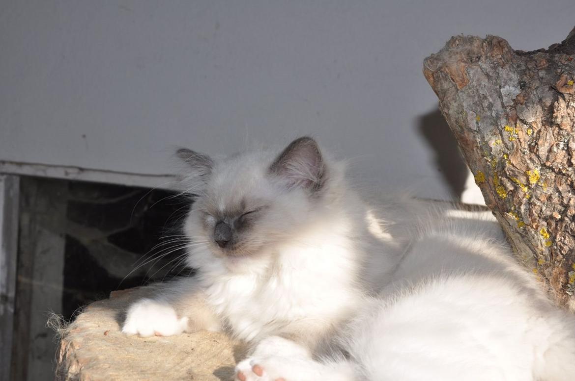 Ragdoll Aladdin billede 26