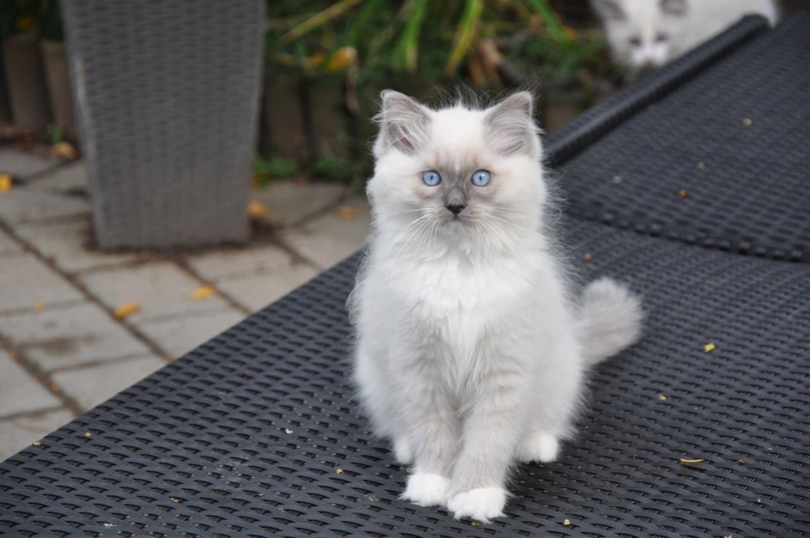 Ragdoll Aladdin billede 27