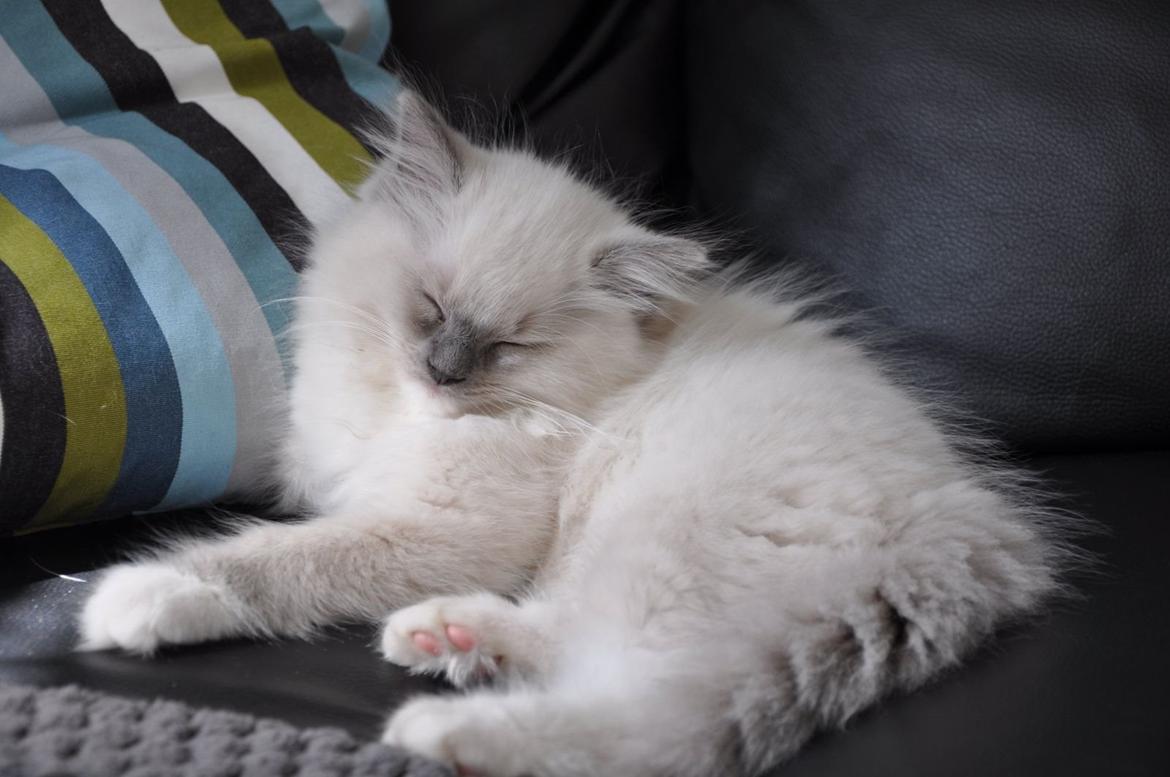 Ragdoll Aladdin billede 25