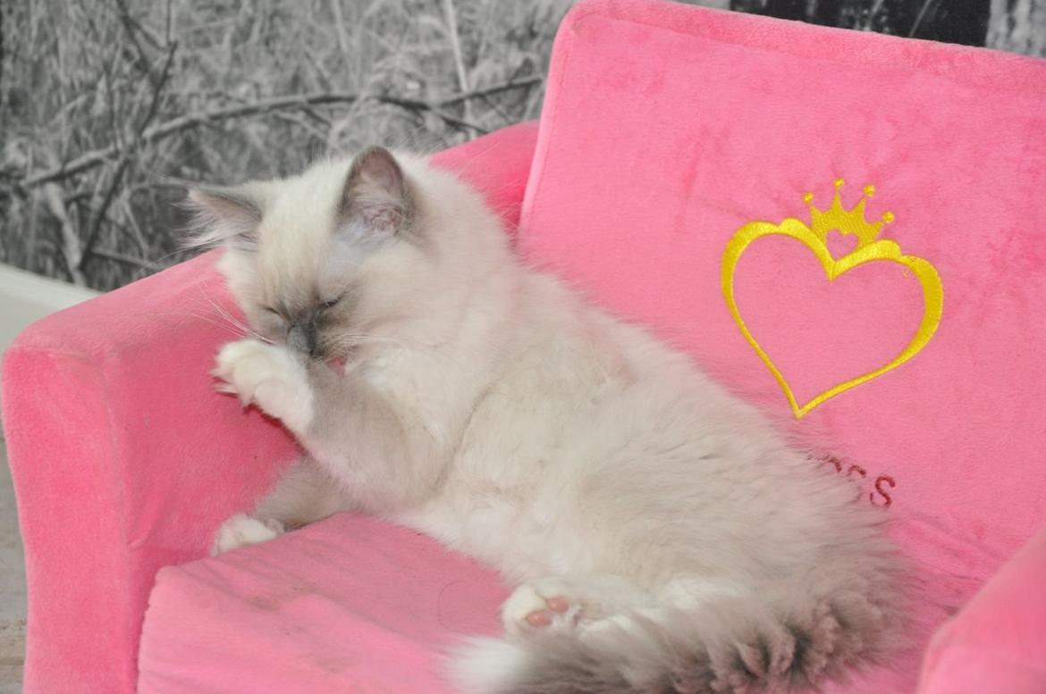 Ragdoll Aladdin billede 28