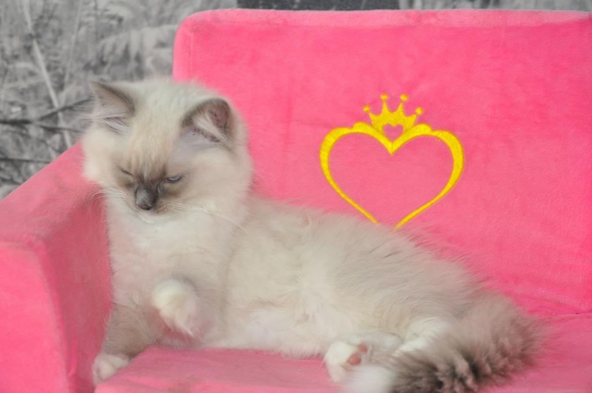 Ragdoll Aladdin billede 29