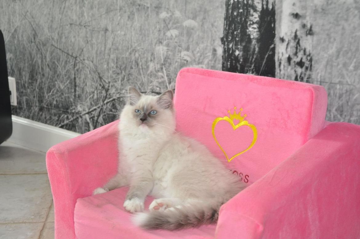 Ragdoll Aladdin billede 30