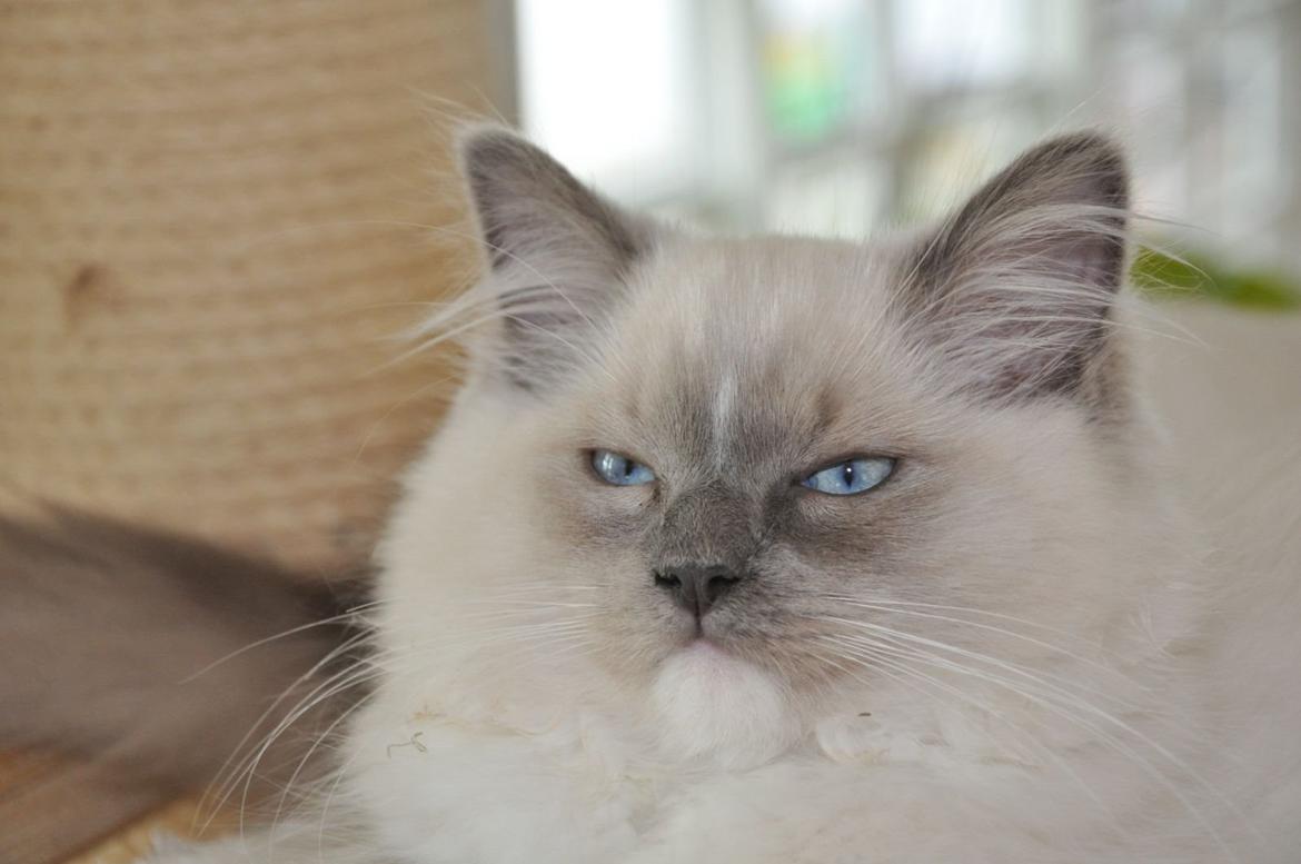 Ragdoll Aladdin billede 32