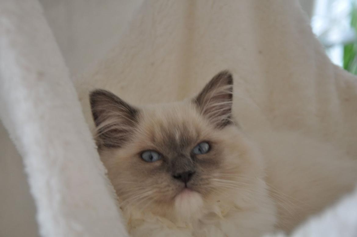 Ragdoll Aladdin billede 34