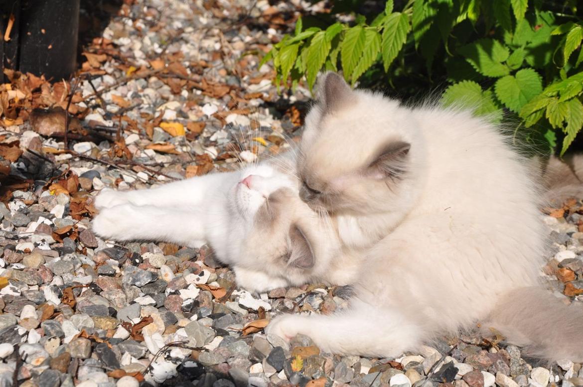 Ragdoll Aladdin billede 35