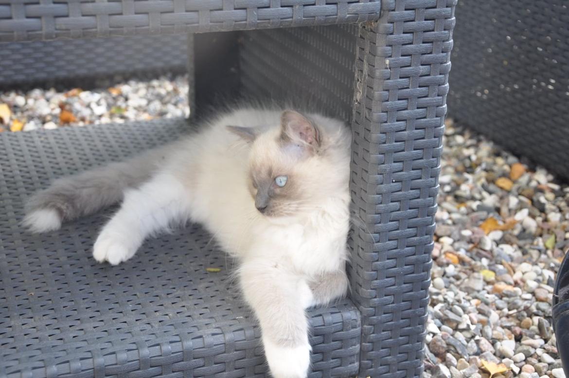 Ragdoll Aladdin billede 36