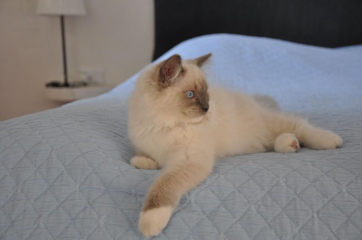 Ragdoll Aladdin billede 37